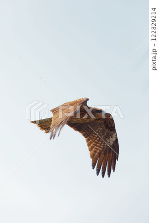 空を飛ぶトビ 122829214