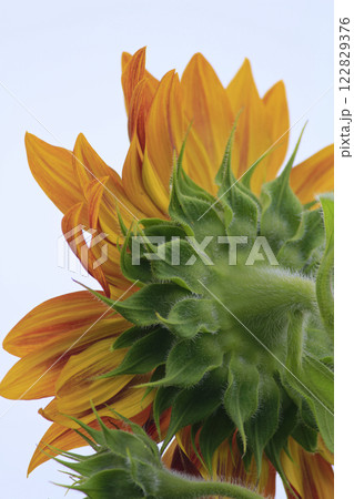 ムーランルージュの花 122829376