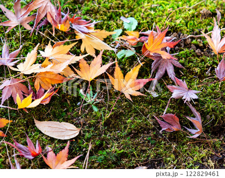 みずみずしい苔の上に落ちた紅葉したモミジの落ち葉 122829461