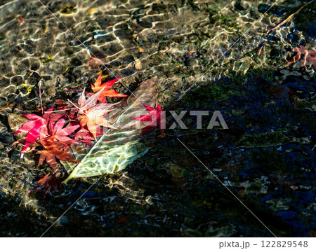 清らかな水に浮かぶ鮮やかな紅葉 清らかな水に浮かぶ鮮やかな紅葉 122829548