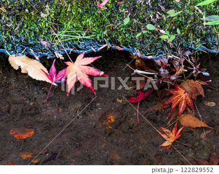 清らかな水に浮かぶ鮮やかな紅葉 122829552