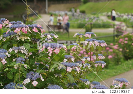 額紫陽花がしっとりと咲いている 122829587