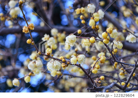 ソシンロウバイ（ロウバイ） 122829604