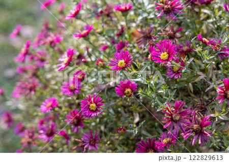 Aster novae-angliae flowers grown in a garden 122829613