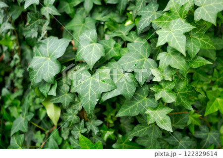 Bunch of green ivy leaves Bunch of green ivy leaves 122829614