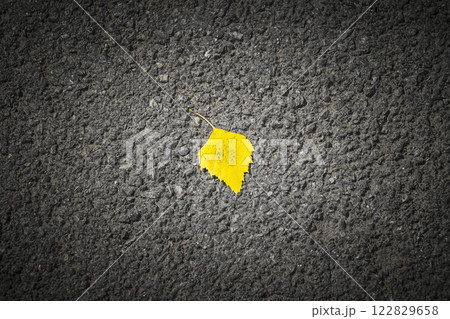 Single autumn leaf Single autumn leaf 122829658