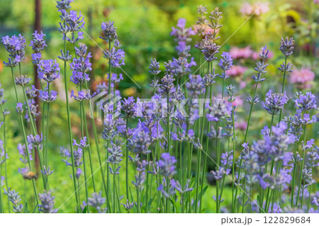 Lavandula officinalis grows in meadow. Lavandula cultivated for ornamental purposes and for oil production. Sunny day. 122829684