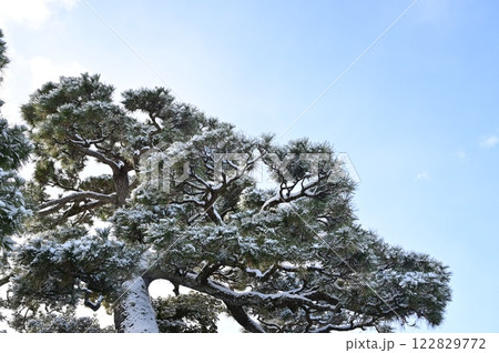 雪を纏った松の木と晴天の空模様 122829772