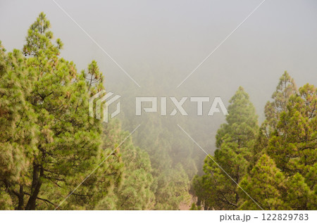 Forest of Canary Island pine in the fog. Forest of Canary Island pine in the fog. 122829783