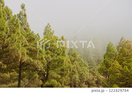 Forest of Canary Island pine in the fog. Forest of Canary Island pine in the fog. 122829784