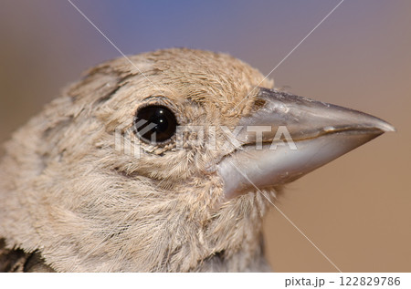 Gran Canaria blue chaffinch. Gran Canaria blue chaffinch. 122829786