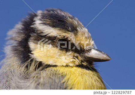 African blue tit. 122829787