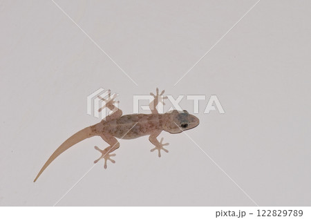 Boettger's wall gecko. 122829789