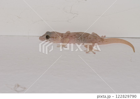 Boettger's wall gecko. Boettger's wall gecko. 122829790