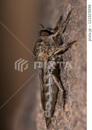 Robber fly Promachus latitarsatus. Robber fly Promachus latitarsatus. 122829896