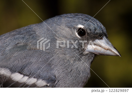 Gran Canaria blue chaffinch. Gran Canaria blue chaffinch. 122829897