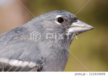 Gran Canaria blue chaffinch. Gran Canaria blue chaffinch. 122829899