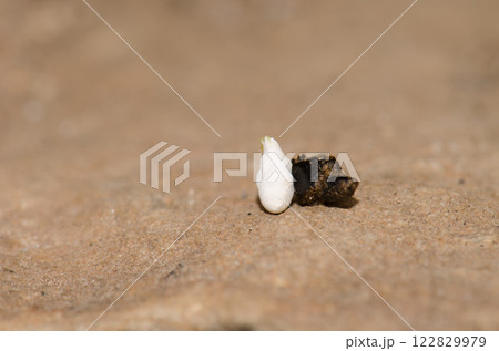 Droppings of Boettgers wall gecko. Droppings of Boettgers wall gecko. 122829979