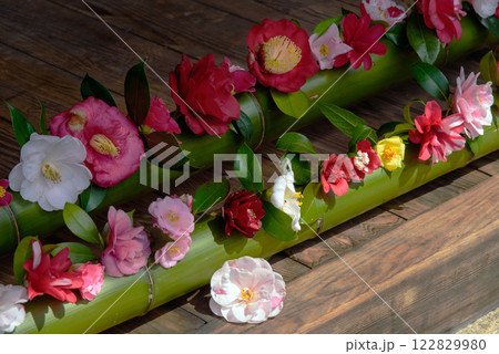 京都 春の霊鑑寺の椿 京都 春の霊鑑寺の椿 122829980