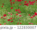 沢山のポピーが美しく咲いている 122830007