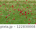 沢山のポピーが美しく咲いている 122830008