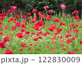 沢山のポピーが美しく咲いている 122830009