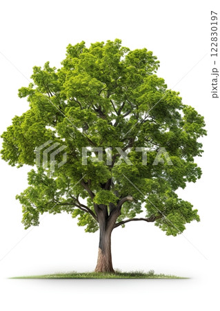 Tree isolated on white background. Ai Generative 122830197