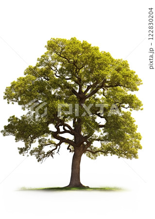 Tree isolated on white background. Ai Generative 122830204