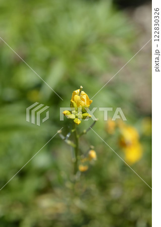 Alpine Wallflower Golden Gem 122830326