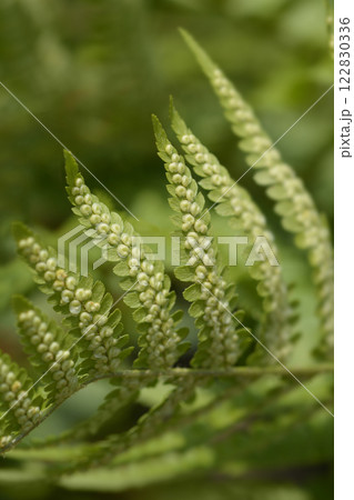 Soft shield-fern Soft shield-fern 122830336