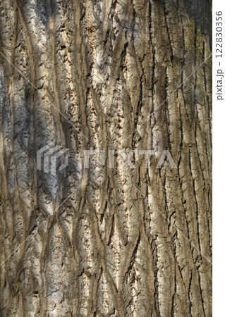 Tulip tree Tulip tree 122830356