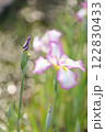 キラキラ玉ボケ背景の花菖蒲 122830433