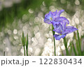 キラキラ玉ボケ背景の花菖蒲 122830434