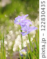 キラキラ玉ボケ背景の花菖蒲 122830435
