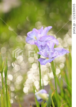 キラキラ玉ボケ背景の花菖蒲 キラキラ玉ボケ背景の花菖蒲 122830435