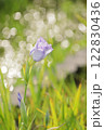 キラキラ玉ボケ背景の花菖蒲 122830436
