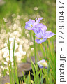 キラキラ玉ボケ背景の花菖蒲 122830437
