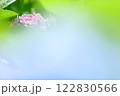 青い紫陽花の後ろから見えるピンクの紫陽花 122830566