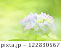 梅雨の晴れ間に咲く紫陽花 122830567