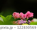黒バックに映えるピンクの紫陽花 122830569