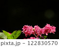 黒バックに映えるピンクの紫陽花 122830570