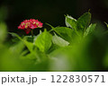 黒バックに映える赤いアジサイの花 122830571