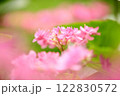 ピンクのあじさい 122830572