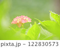 ピンクのふんわりした紫陽花 122830573
