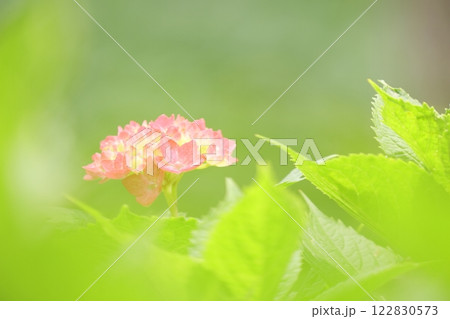 ピンクのふんわりした紫陽花 ピンクのふんわりした紫陽花 122830573