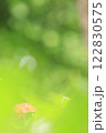 キラキラ玉ボケ背景の紫陽花 122830575