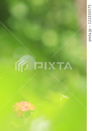 キラキラ玉ボケ背景の紫陽花 キラキラ玉ボケ背景の紫陽花 122830575