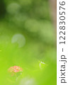 キラキラ玉ボケ背景の紫陽花 122830576