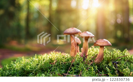 mushrooms and moss on the ground in a forest mushrooms and moss on the ground in a forest 122830736