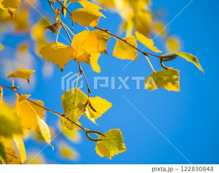 Nature, sky and plant leaf against a blue background in an outdoor environment. Tree, leaves and growth with sustainable, natural and plants for a wallpaper of a calm, eco and morning climate Nature, sky and plant leaf against a blue background in an outdoor environment. Tree, leaves and growth with sustainable, natural and plants for a wallpaper of a calm, eco and morning climate 122830848
